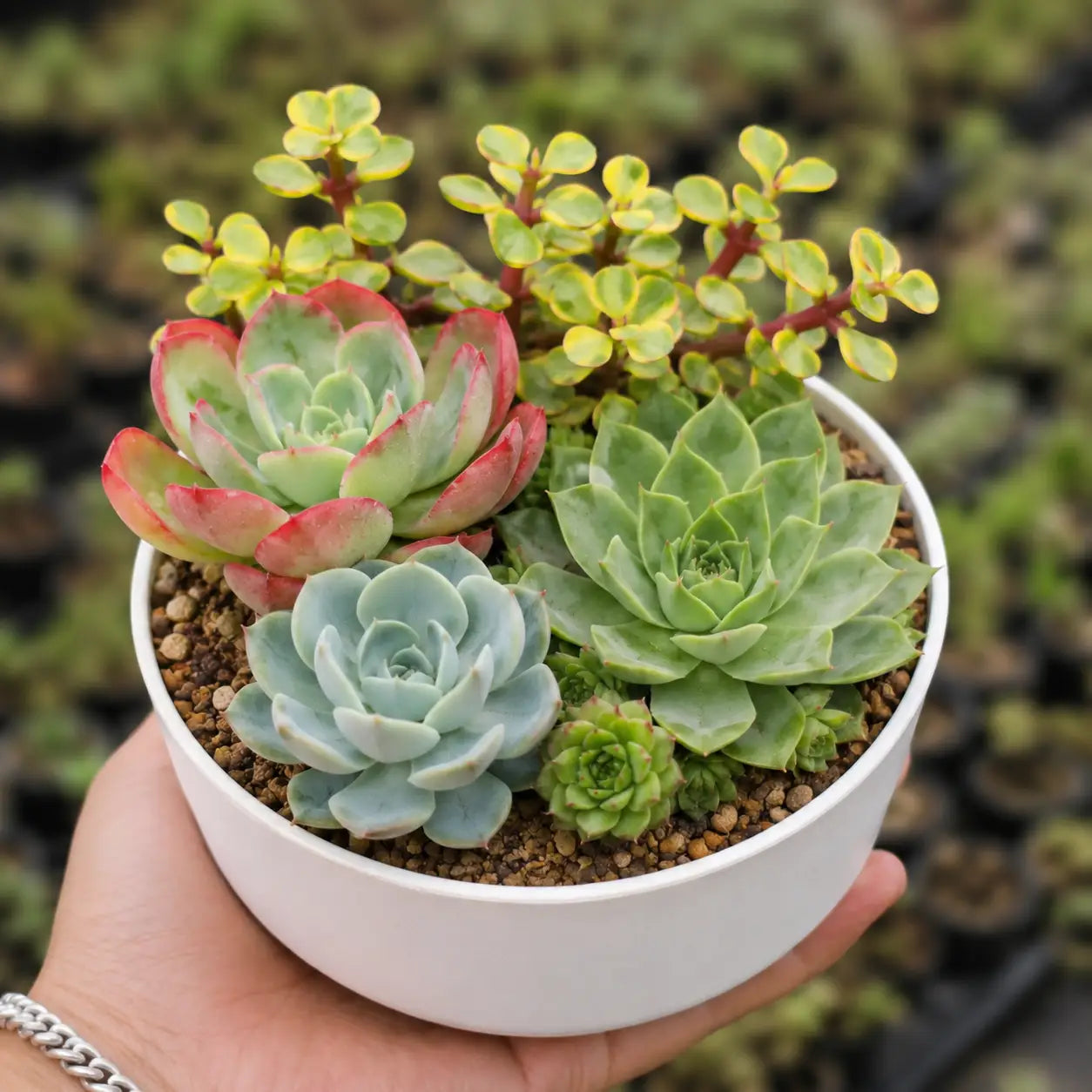 Premium Lucky Succulent Bowl Combo (Pack of 4)
