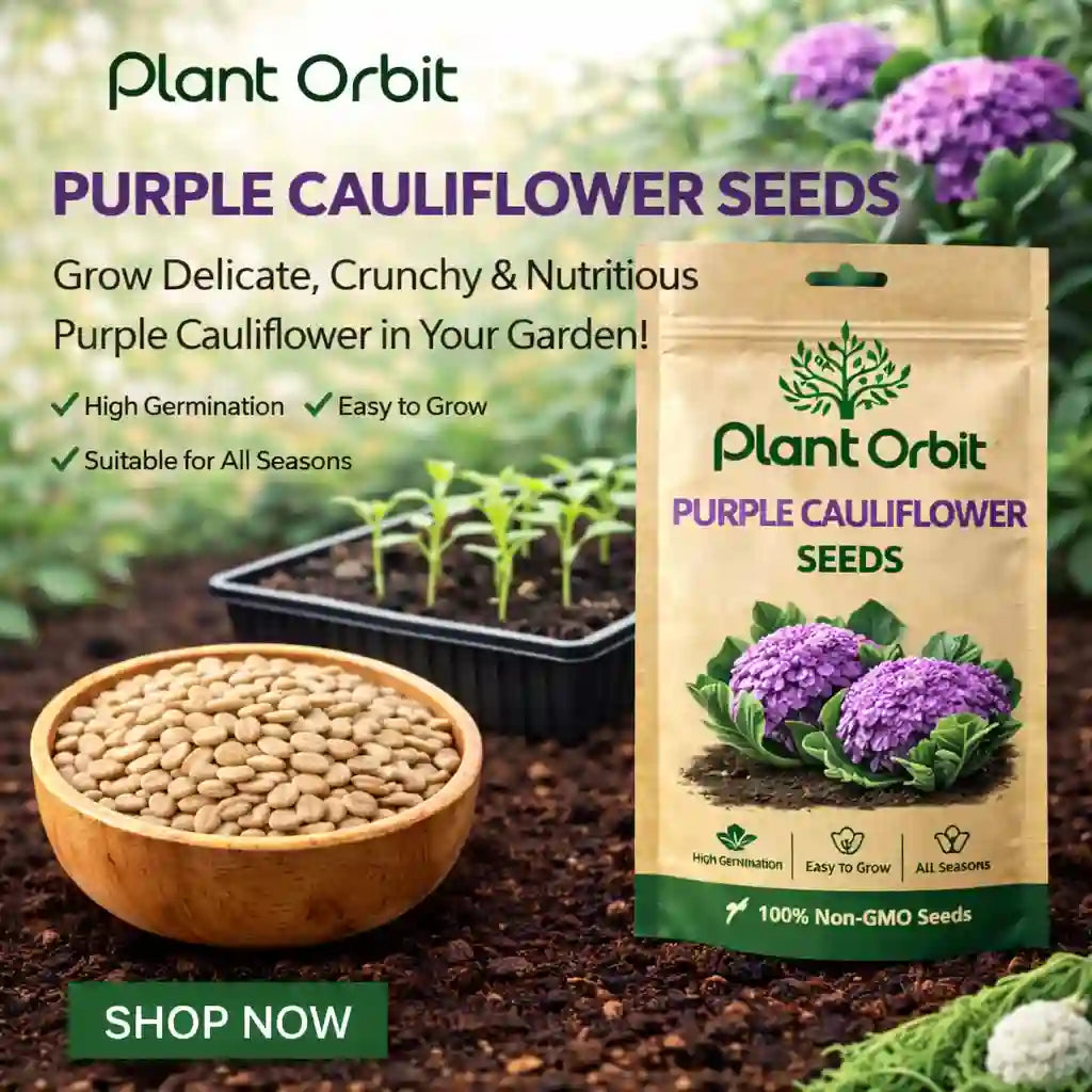 Purple Cauliflower seeds 