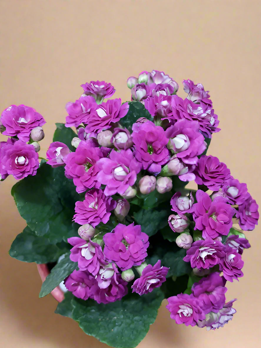 Purple Kalanchoe Double Petal Flowering plant