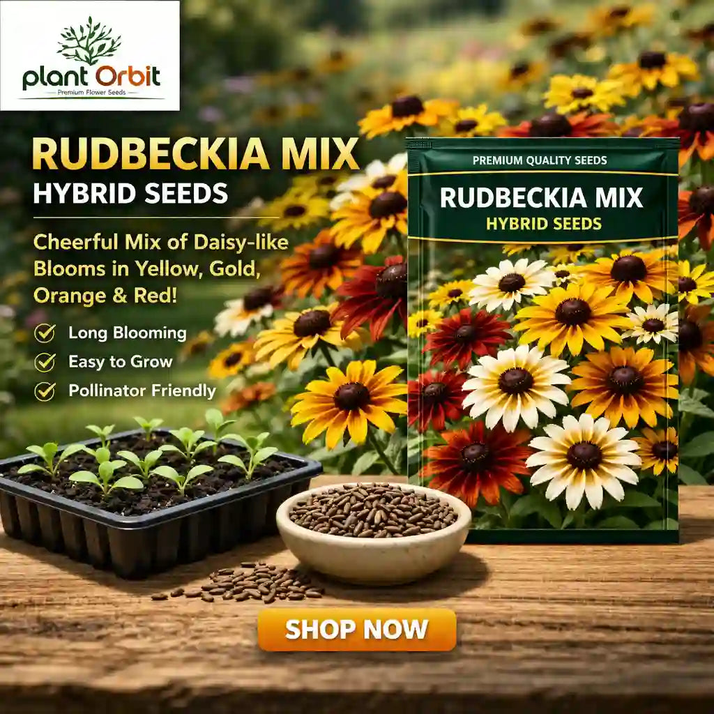 RUDBECKIA MIX HYBRID SEEDS 