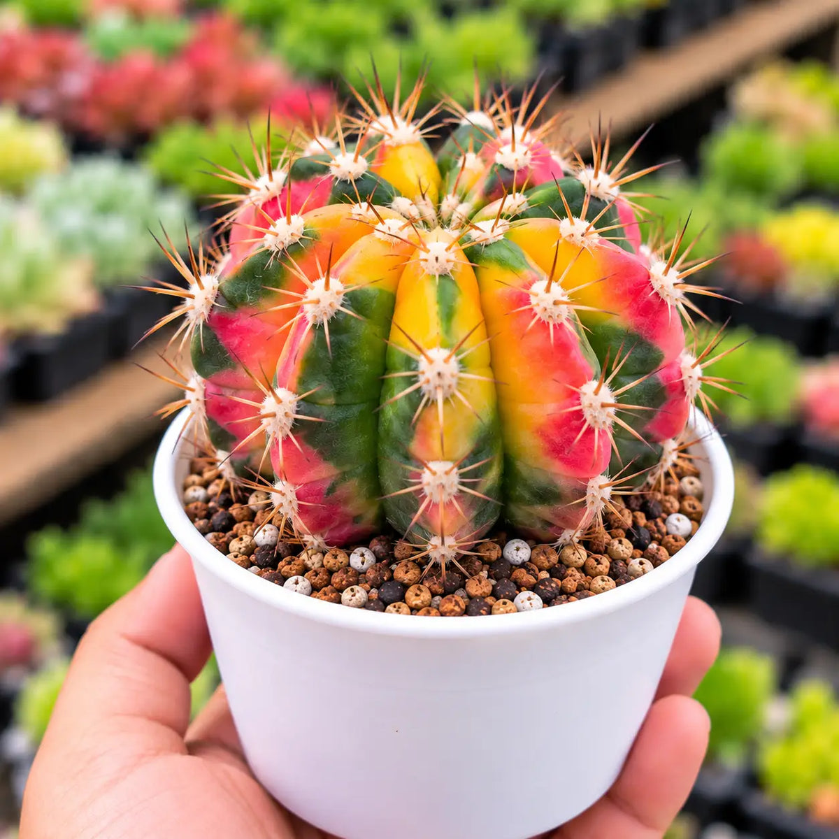 Rainbow Cactus (Bare Rooted)