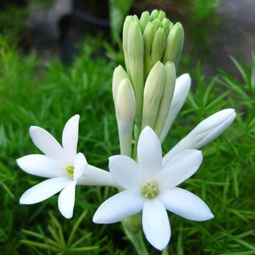 Rajnigandha (Tuberose) Bulbs