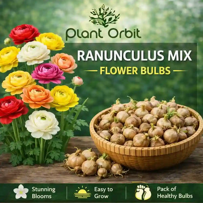 Ranunculus Mix Bulbs