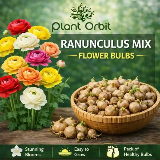 Ranunculus Mix Bulbs