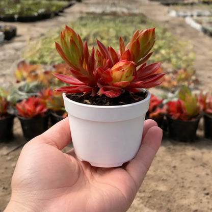 Red Camfire (Bare Rooted)