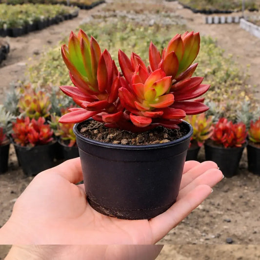 Red Camfire (Bare Rooted)