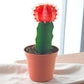 RED MOON CACTUS (BARE ROOTED)