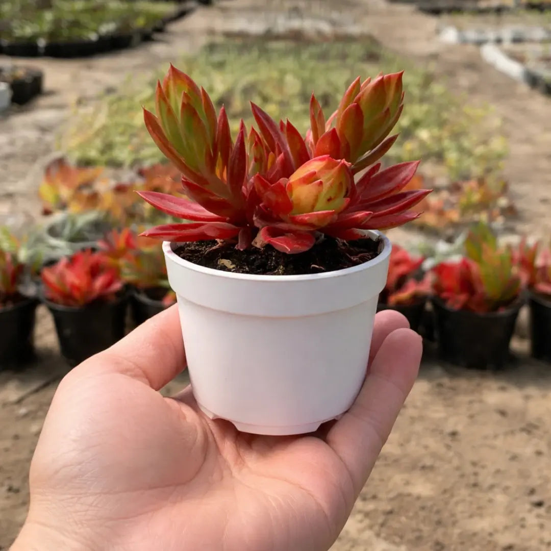Red Campfire succulent with vibrant red and orange pointed leaves forming compact rosettes in a white pot