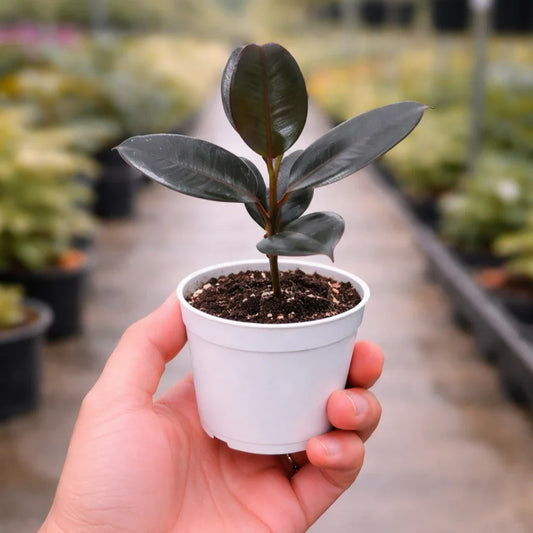 Rubber Plant Sapling