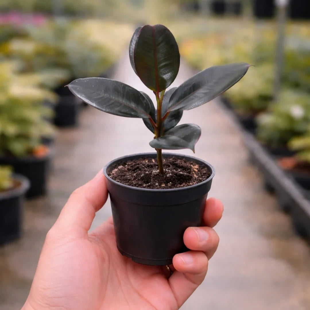 Rubber Plant Sapling