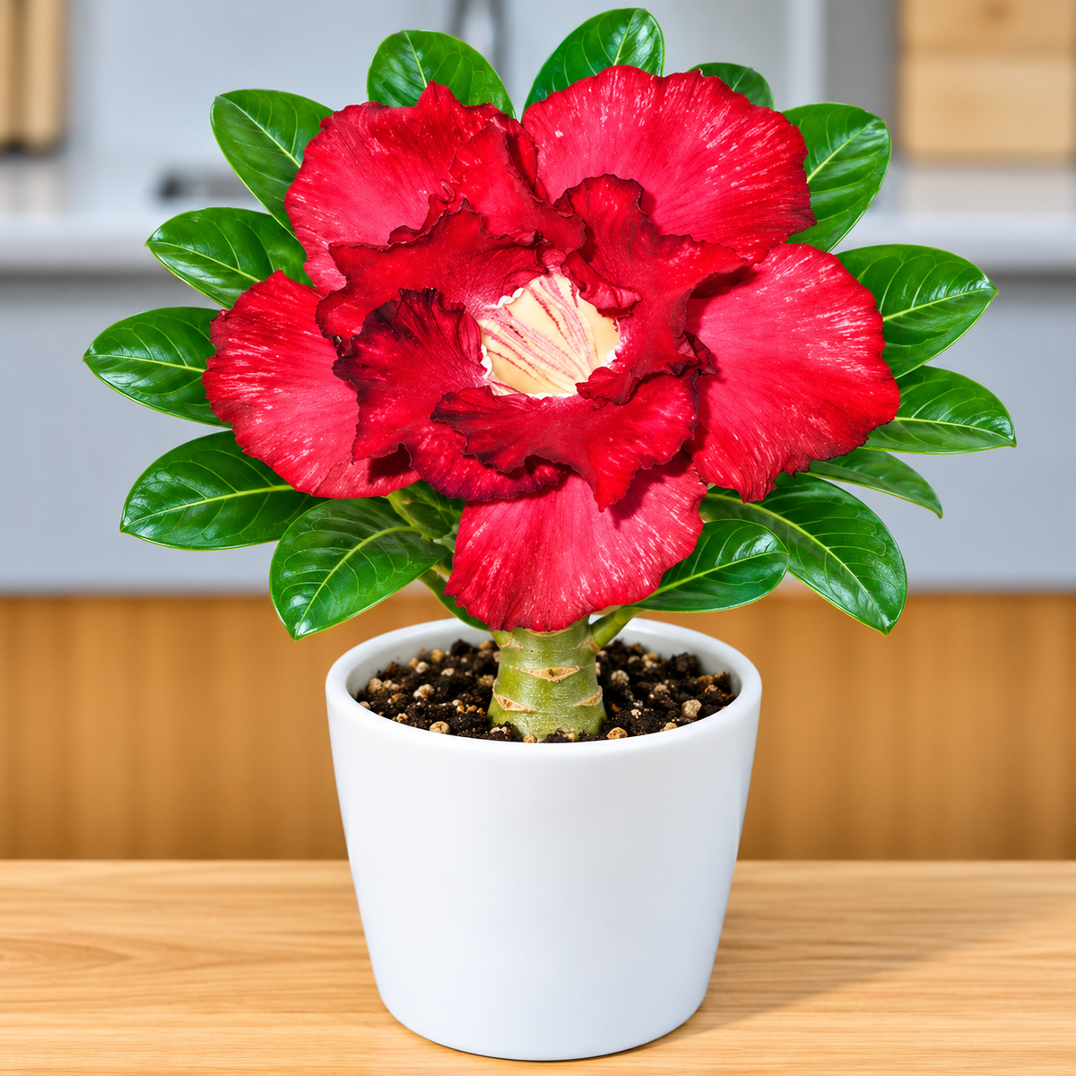 Adenium R42