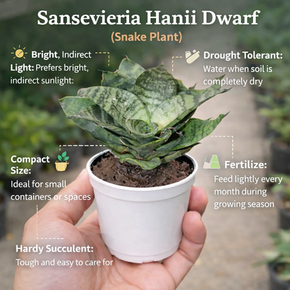 SANSEVERIA HANII DWARF (SNAKE PLANT) Bare Rooted