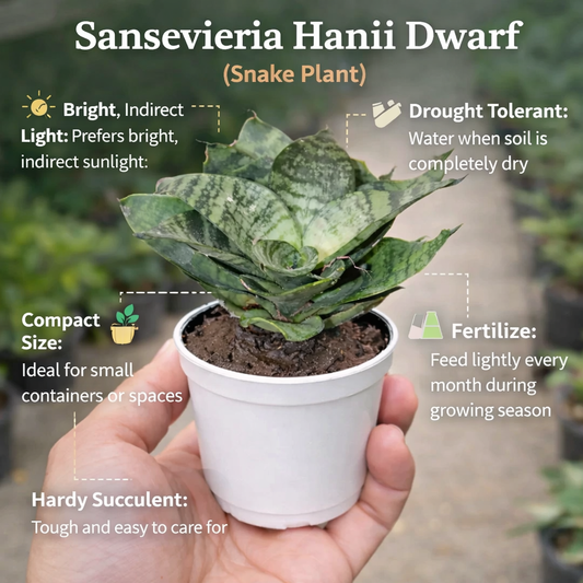 SANSEVERIA HANII DWARF (SNAKE PLANT) Bare Rooted