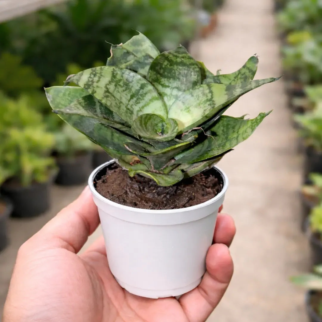 Sansevieria Hanii Dwarf Snake Plant with compact rosette-shaped green leaves and dark mottled patterns growing in a white pot