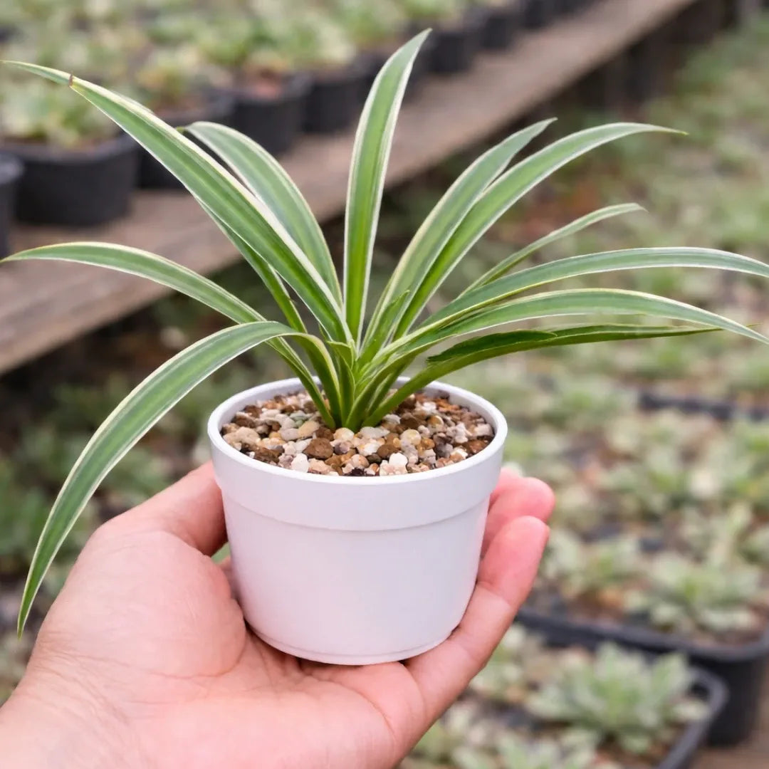 Spider Plant Air Purifier with long arching green and white striped leaves growing in a white pot