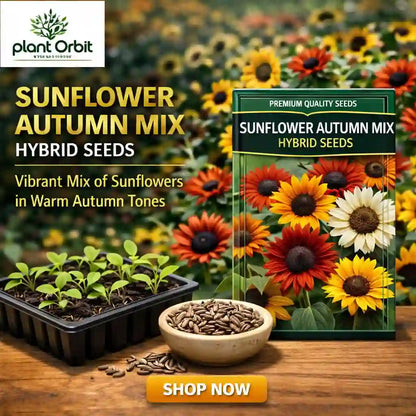 Sunflower autumn mix hybrid seeds packaging with plants and seeds on a wooden surface, featuring Plant Orbit brand.
