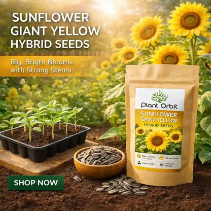 Sunflower giant yellow hybrid seeds packaging with plants and seeds on a natural background