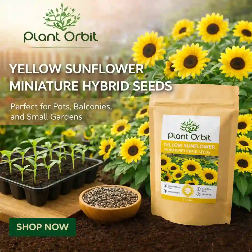 Yellow sunflower seeds with plants and packaging on a garden background, featuring 'Plant Orbit' brand.