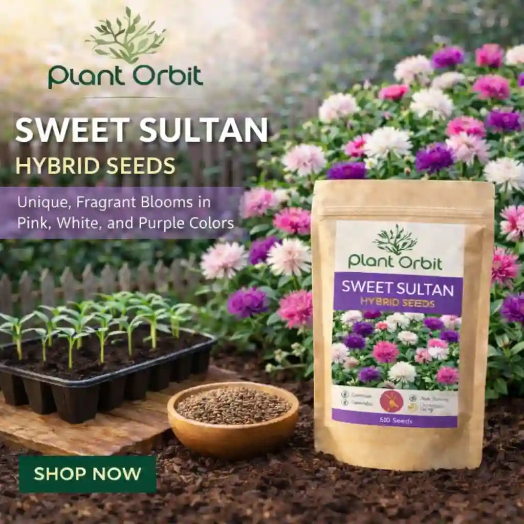 SWEET SULTAN HYBRID SEEDS (50 seeds)