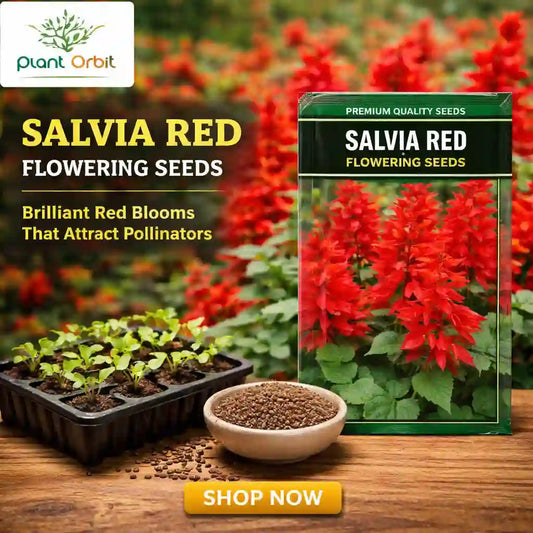Salvia Red Flowering Seeds