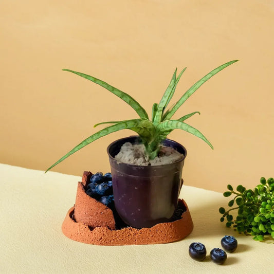 Sansevieria Hybrid, an elegant air-purifying plant with slender, sword-shaped green leaves, displayed in a minimalist black pot. Ideal for improving indoor air quality while adding a modern touch to your space. Find unique indoor plants like this at Plant Orbit.