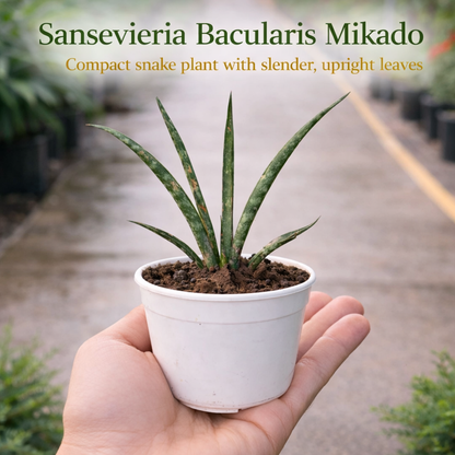 Pocket Friendly Succulent Combo – Set of 9 Live Succulent Plants by Plant Orbit