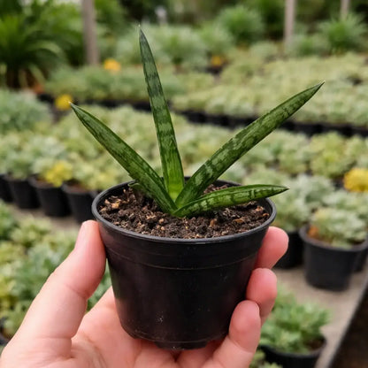 Sansevieria Cylindrica (Bare Rooted )
