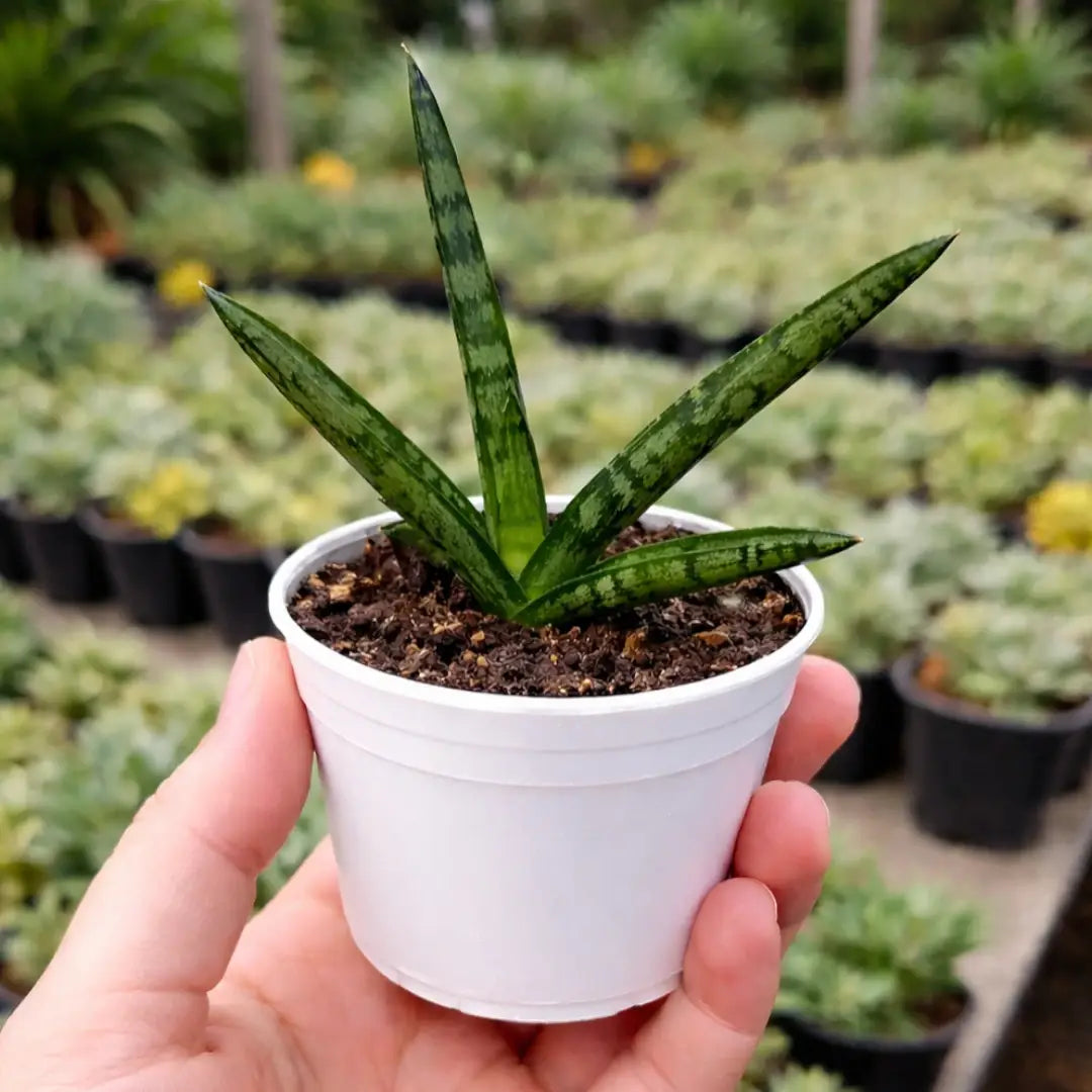 Sansevieria Cylindrica (Bare Rooted )