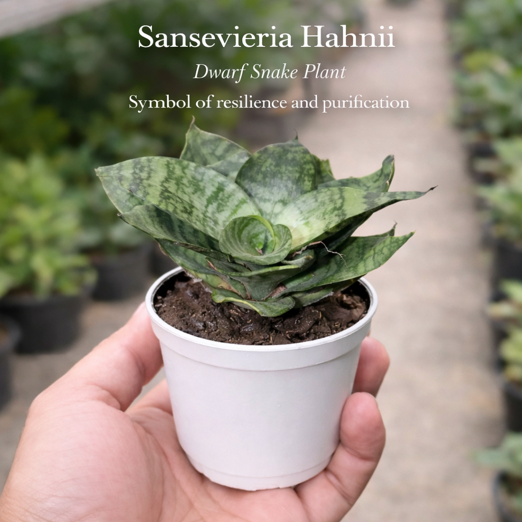 Pocket Friendly Succulent Combo – Set of 9 Live Succulent Plants by Plant Orbit