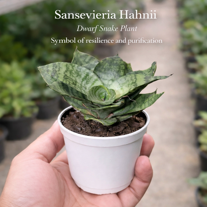 Pocket Friendly Succulent Combo – Set of 9 Live Succulent Plants by Plant Orbit