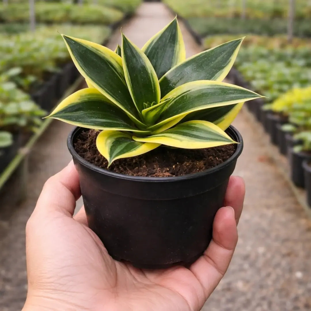 Sansevieria Jade Marginata