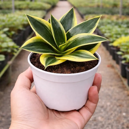 Sansevieria Jade Marginata