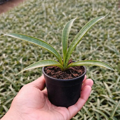 sansevieria silver steel Sansevieria Silver Steel Plant – Low Light & Air Purifying – Plant Orbit