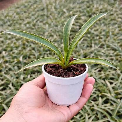 Sansevieria Silver Steel