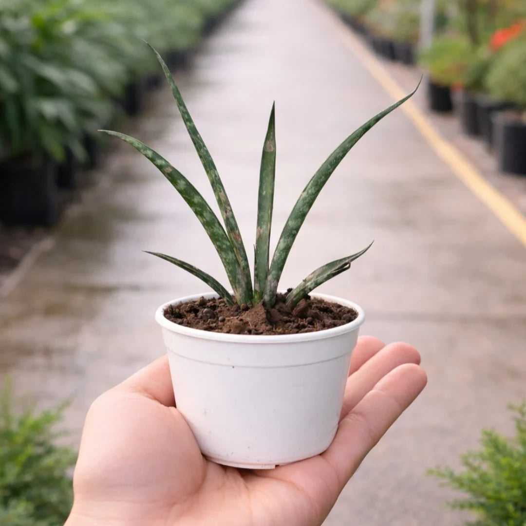 Sansevieria Bacularis Mikado Sapling with tall, slender dark green leaves and subtle mottled patterns growing in a white pot
