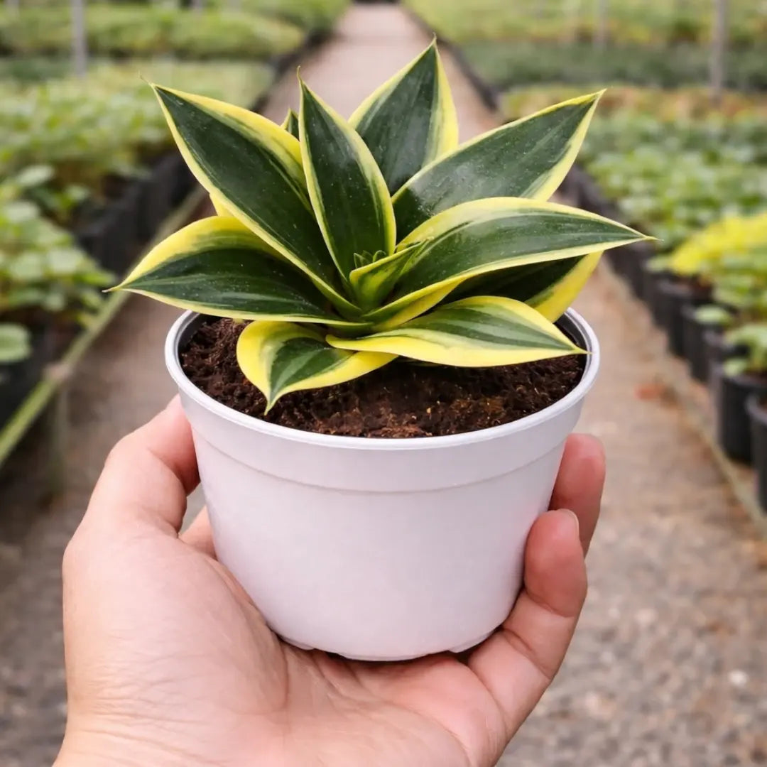 Sansevieria Jade Marginata with dark green sword-shaped leaves and bright yellow edges growing in a white pot