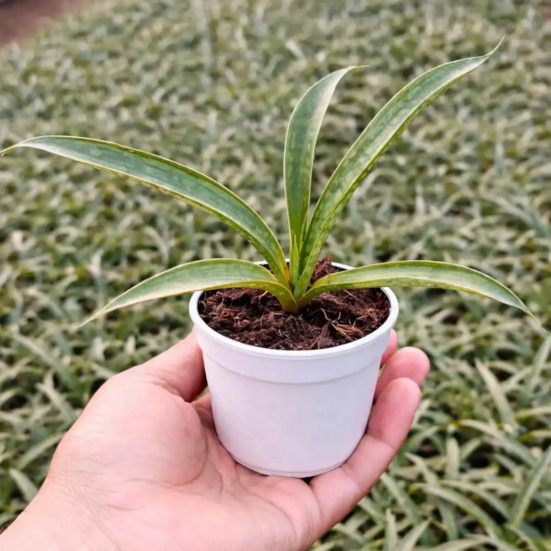 Sansevieria Silver Steel with long, narrow silver-green leaves growing in a white pot