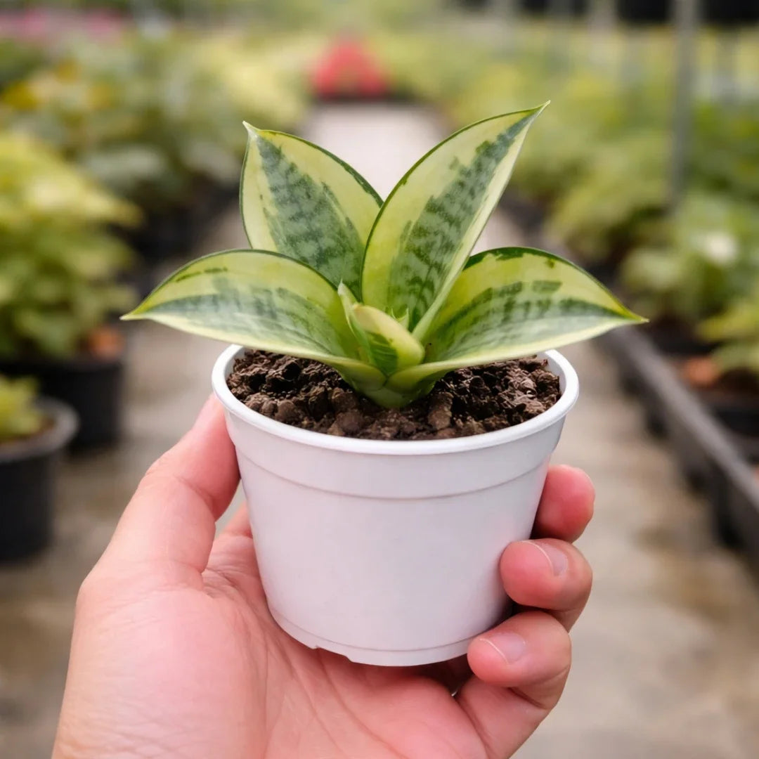 Sansevieria trifasciata Golden Hahnii Snake Plant with compact green and yellow variegated leaves growing in a white pot