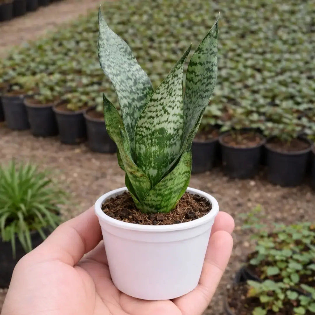 Sansevieria Zeylanica Sapling with tall upright green leaves and silver-gray horizontal patterns growing in a white pot