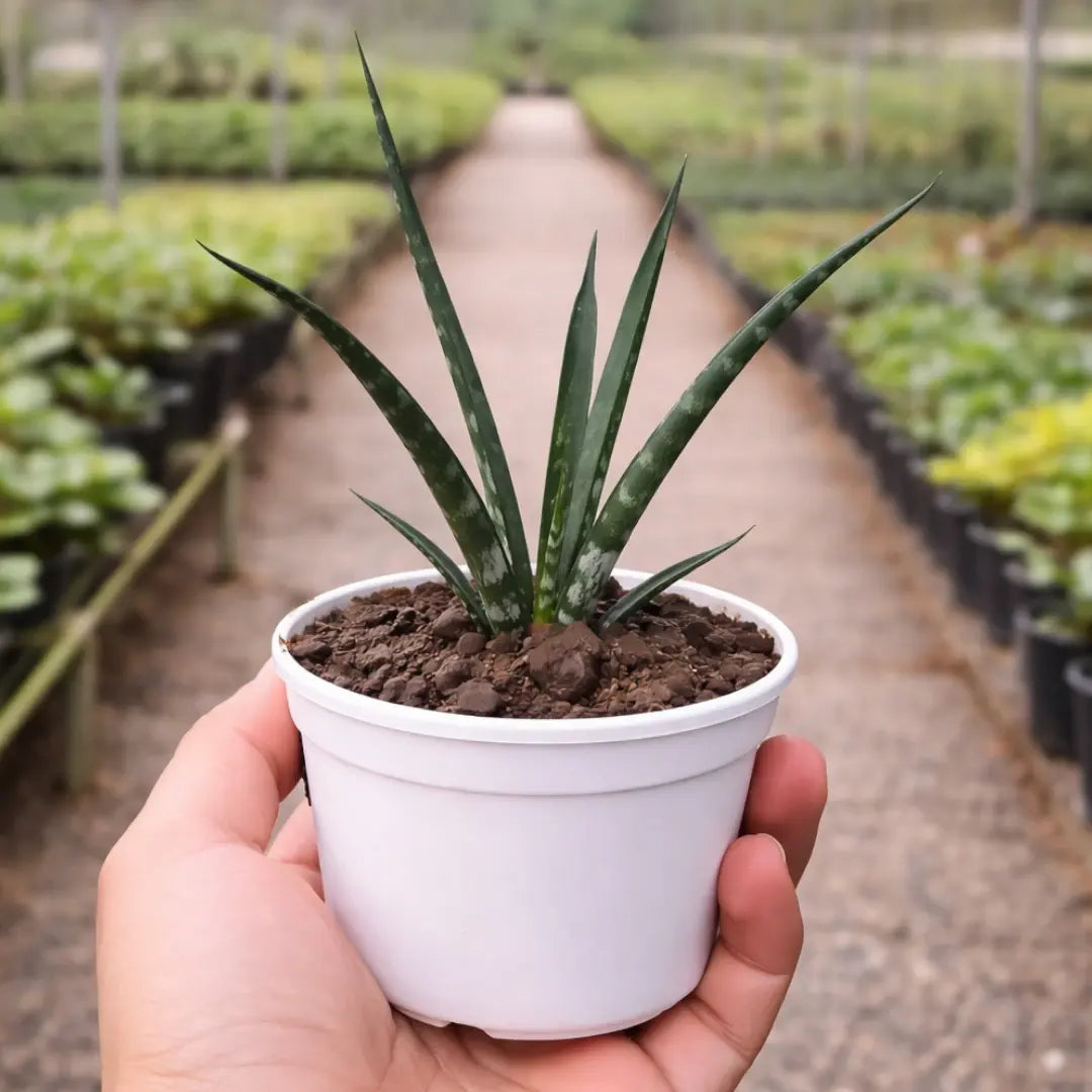Sansevieria bacularis Mikado Fernwood Snake Plant with tall, slender dark green leaves in a white pot