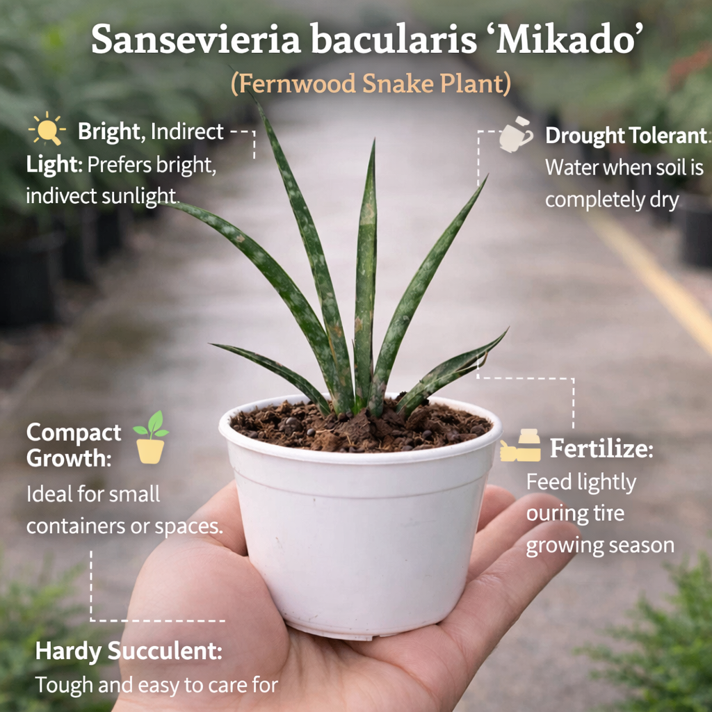 sansevieria bac mikado Buy Sansevieria Bacularis 'Mikado' Snake Plant Online – Plant Orbit