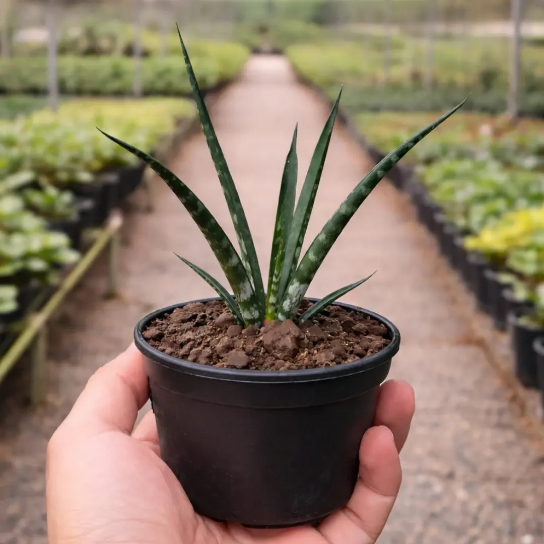 sansevieria bacularis fernwood mikado Buy Sansevieria Bacularis 'Mikado' Snake Plant Online – Plant Orbit