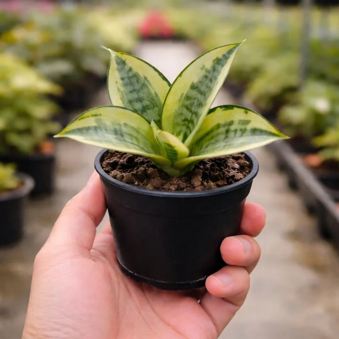 Sansevieria Trifasciata 'Golden Hahnii'(Snake Plant) Bare Rooted