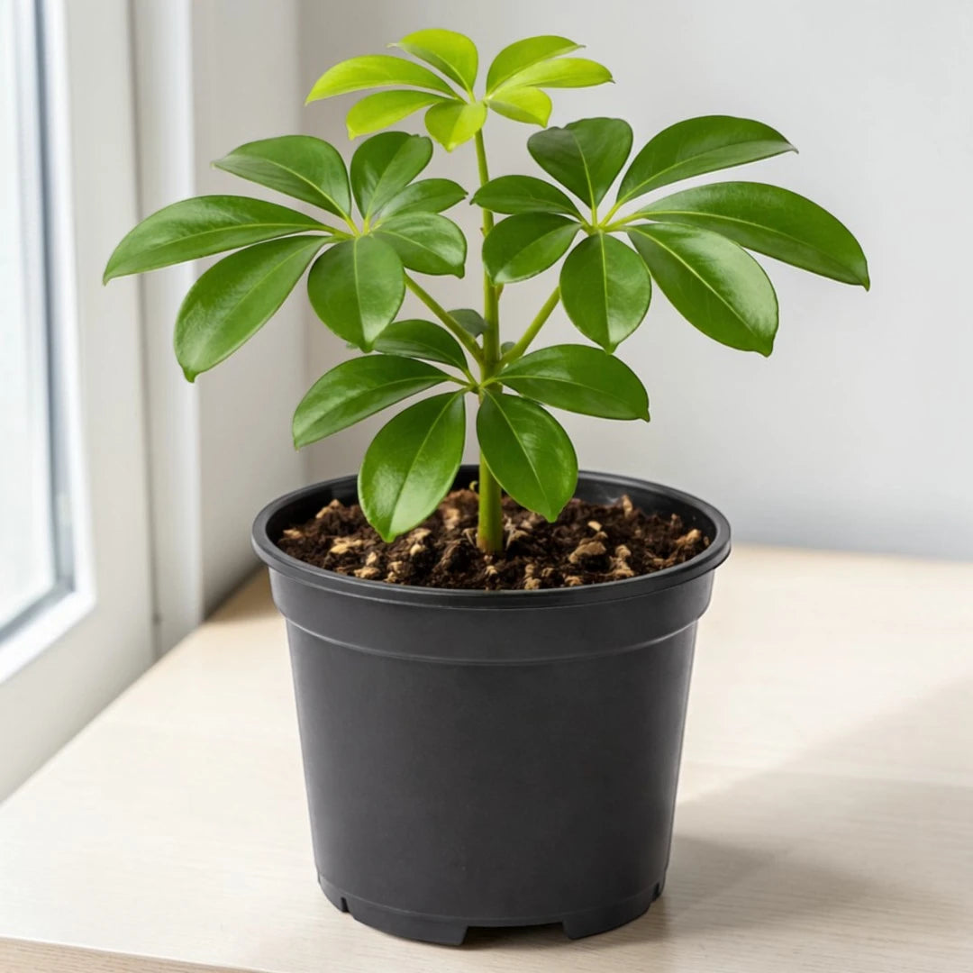 Schefflera Plant
