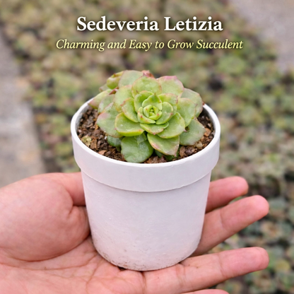 Succulent Gift Box – Set of 14 Live Succulent Plants