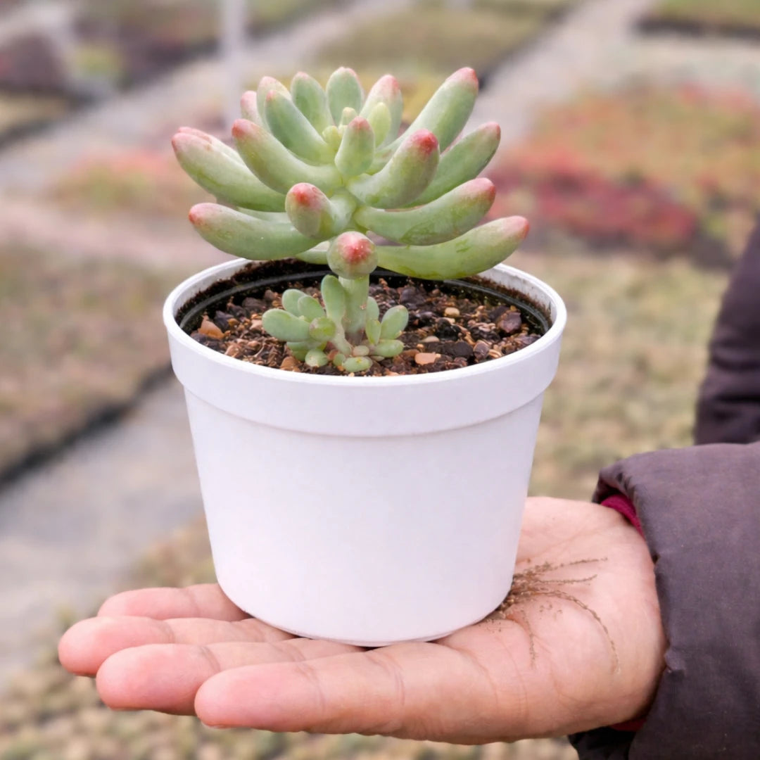 Sedum pachyphyllum succulent with plump, finger-shaped green leaves tipped with pink, growing in a white pot held in a person's hand outdoors.
