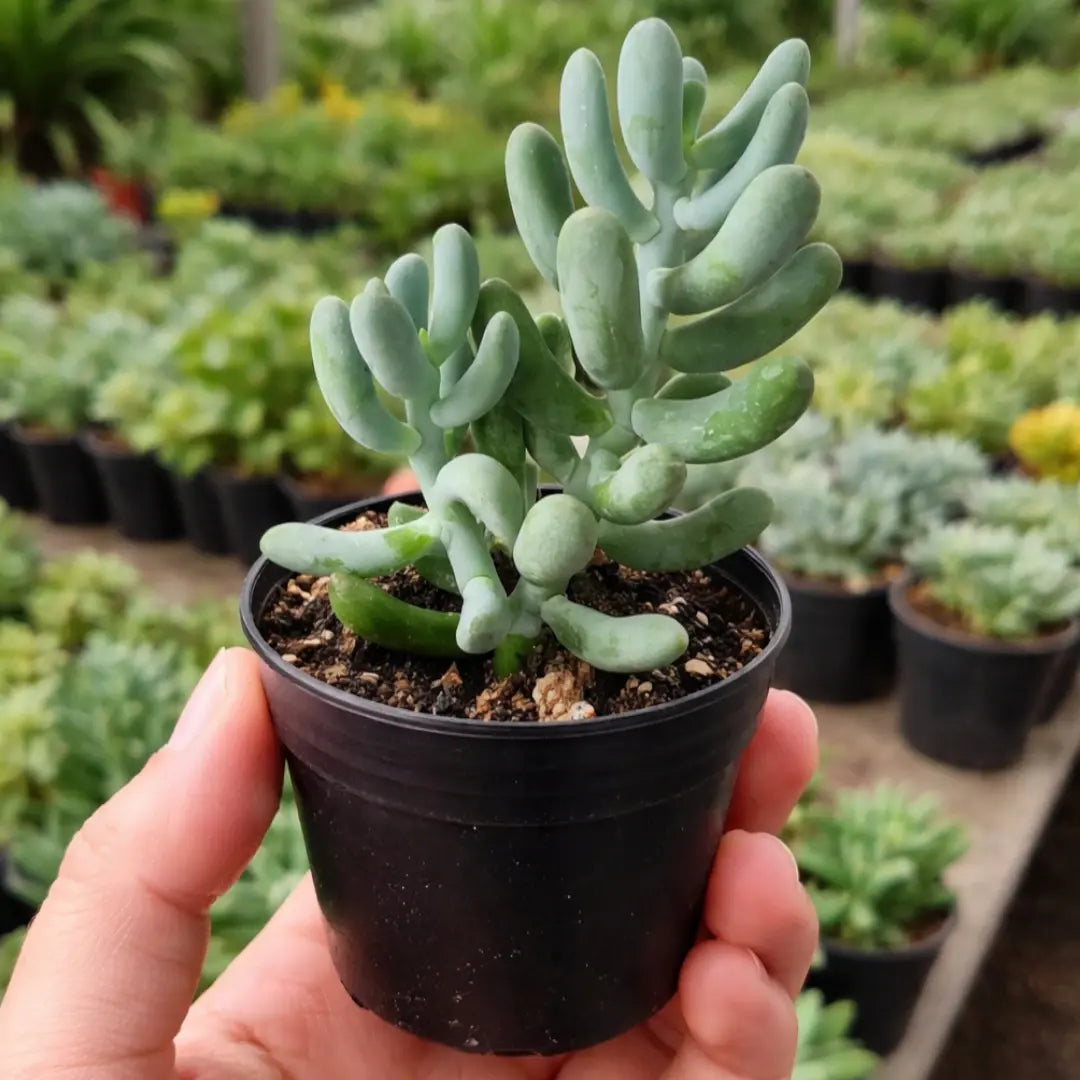 Sedum Allantoides