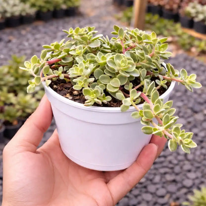 Sedum Makinoi Variegated