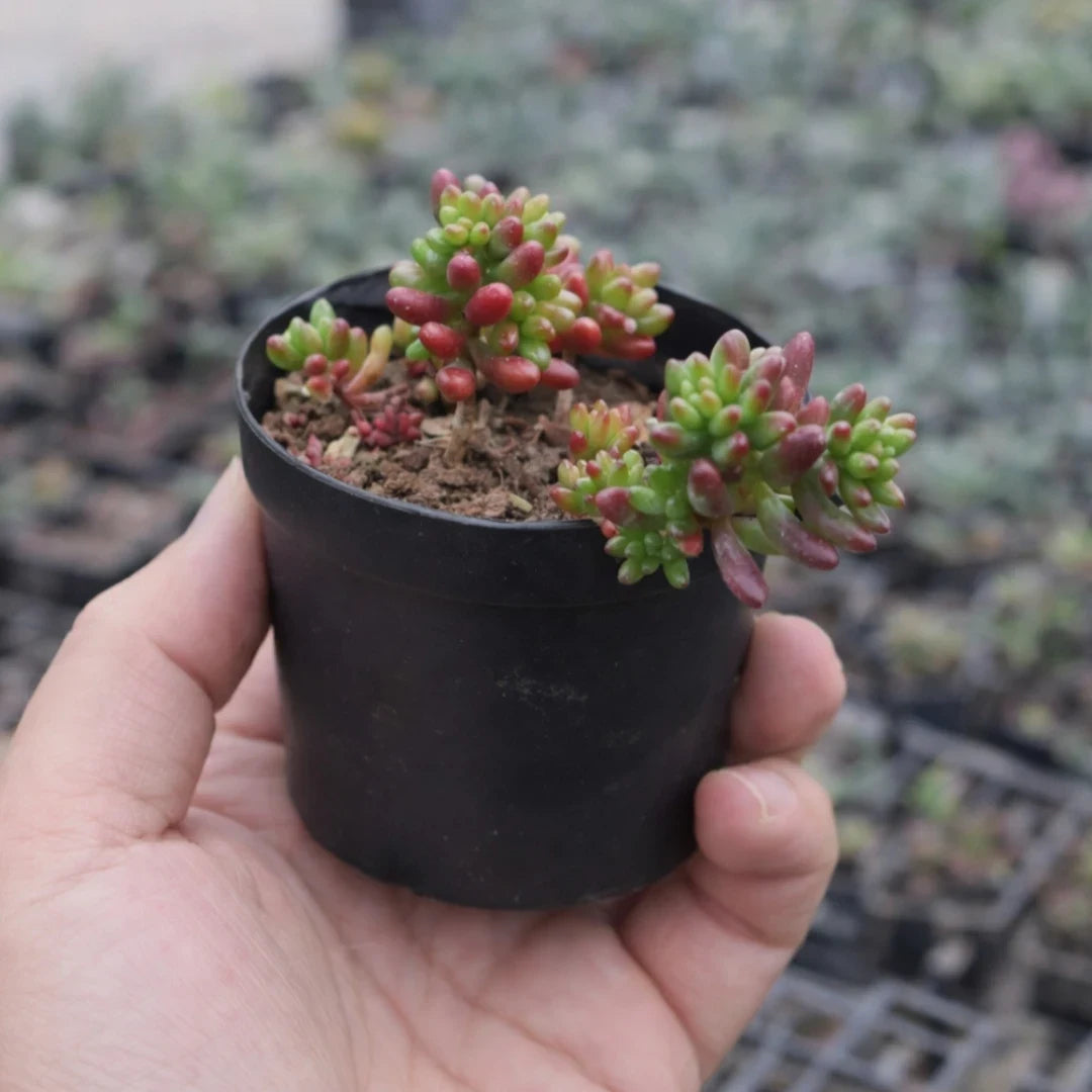 Sedum Rubrotinctum (Bare Rooted)