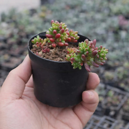 Sedum Rubrotinctum (Bare Rooted)